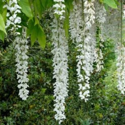 Titelseite -Seeds and Fertilizers Geschäft wisteria floribunda longissima alba edelblauregen2