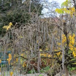 Wisteria Floribunda 'Longissima Alba' 5 Wisteria Floribunda 'Longissima Alba' -Seeds and Fertilizers Geschäft wisteria floribunda longissima alba edelblauregen3