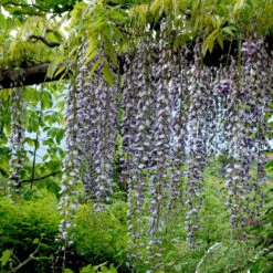 Wisteria Floribunda 'Macrobotrys'