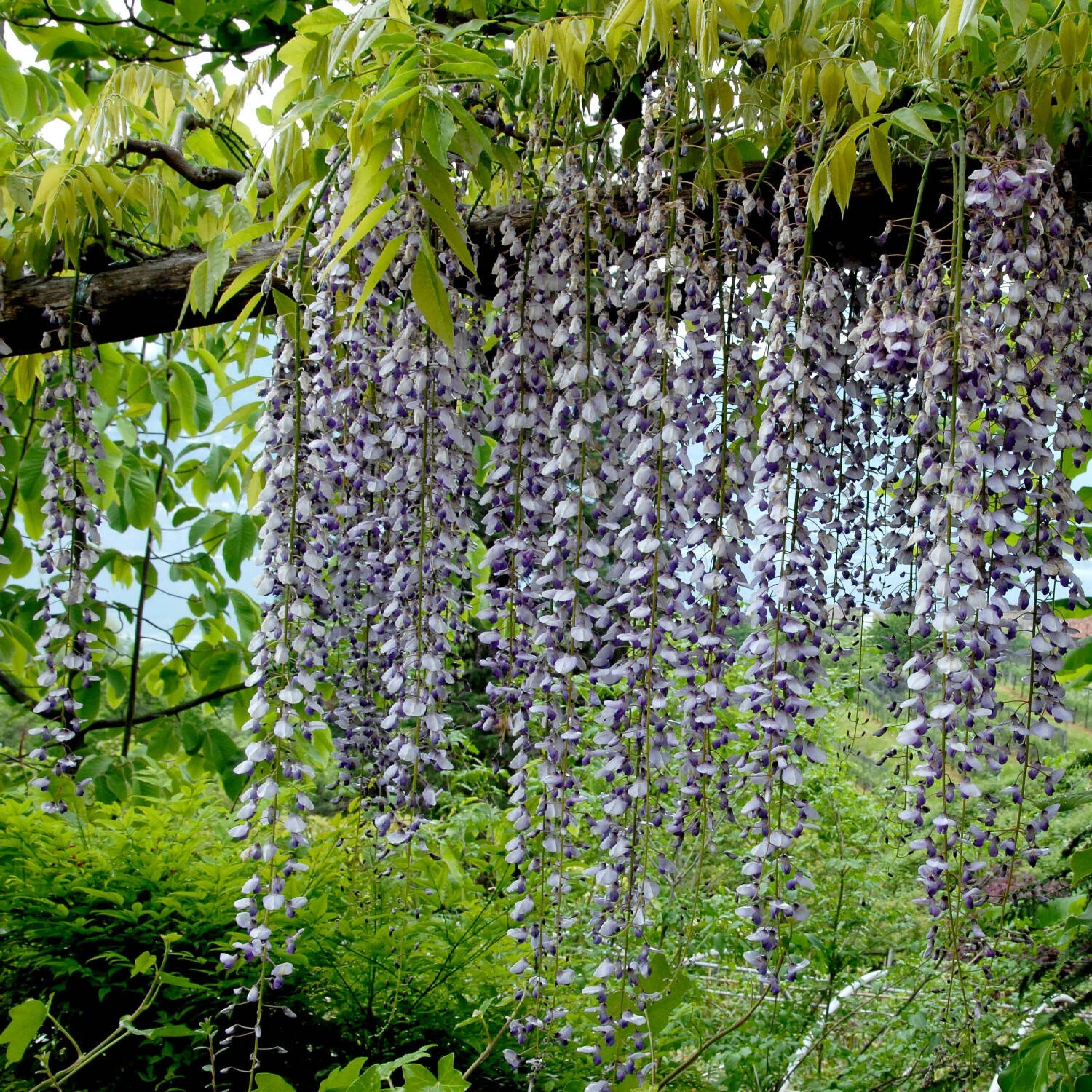 Wisteria Floribunda 'Macrobotrys' 1 Wisteria Floribunda 'Macrobotrys'