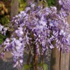 Wisteria Sinensis 'Prolific'