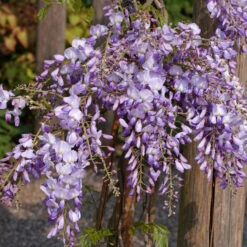 Wisteria Sinensis 'Prolific'