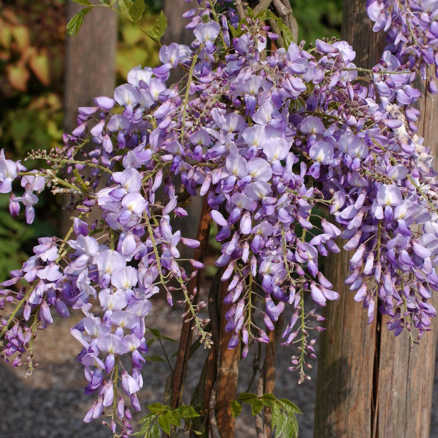 Wisteria Sinensis 'Prolific' 1 Wisteria Sinensis 'Prolific'