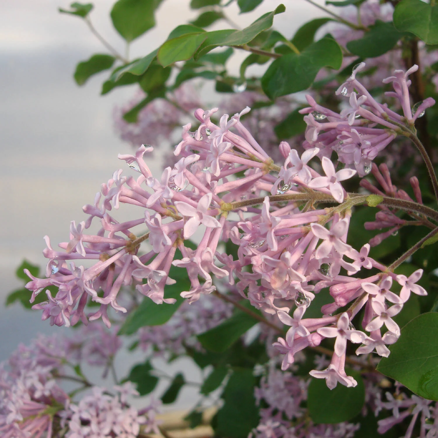 Syringa Meyeri 'Palibin' 2 Syringa Meyeri 'Palibin' – Bild 2