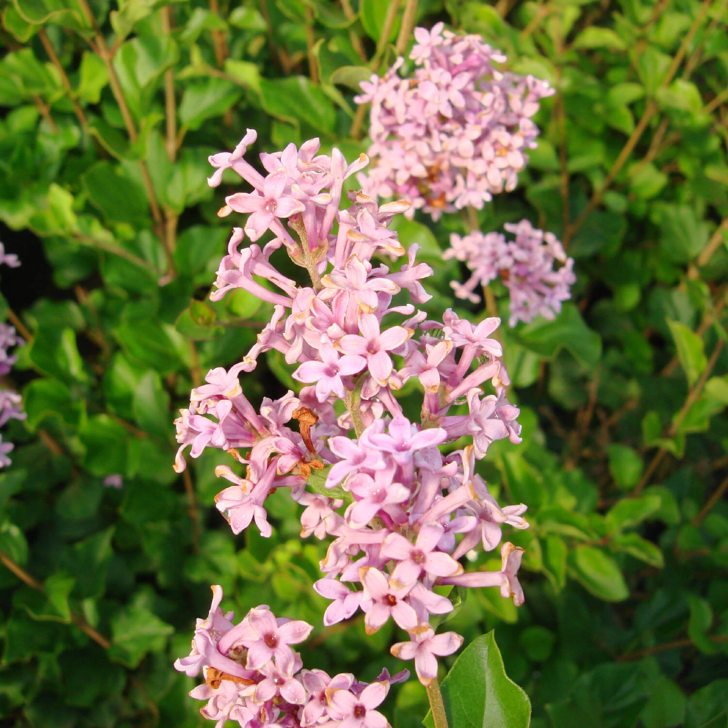 Syringa Meyeri 'Palibin' 3 Syringa Meyeri 'Palibin' – Bild 3