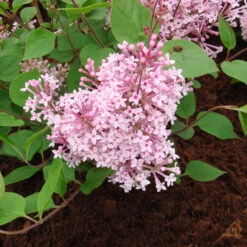 Syringa Meyeri 'Palibin' 8 Syringa Meyeri 'Palibin' -Seeds and Fertilizers Geschäft zwergflieder palibin flieder4