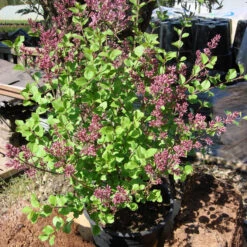 Syringa Meyeri 'Palibin' 9 Syringa Meyeri 'Palibin' -Seeds and Fertilizers Geschäft zwergflieder palibin flieder5