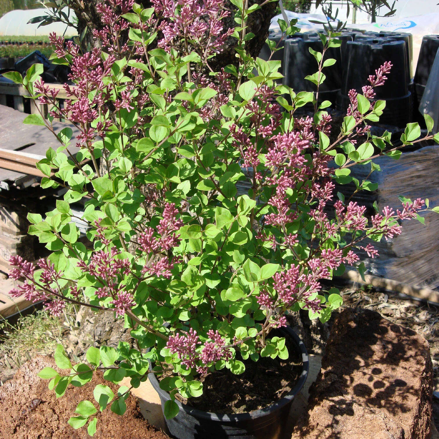 Syringa Meyeri 'Palibin' 5 Syringa Meyeri 'Palibin' – Bild 5